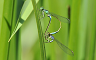 Mating Common Bluetail (Ischnura elegans)